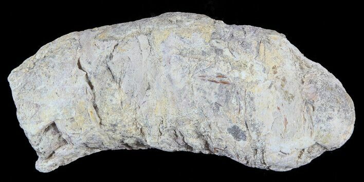 Cretaceous Fish Coprolite (Fossil Poop) - Kansas #49355